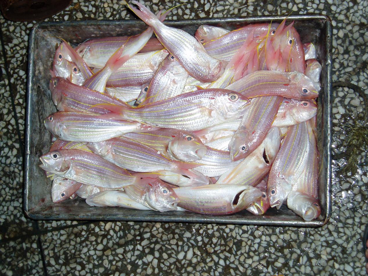红杉鱼（金钱鱼）