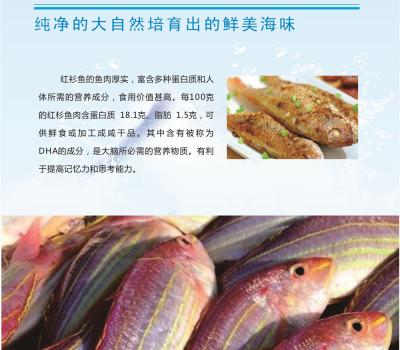红衫鱼