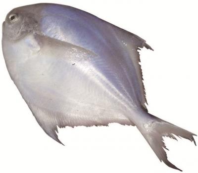银鲳