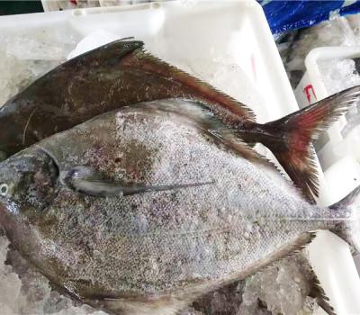 黑鲳鱼