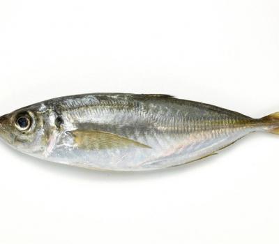 黄尾池